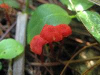 Hygrocybe cantharellus image