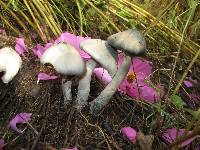 Psilocybe caerulescens image