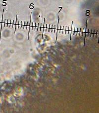 Callistosporium luteo-olivaceum image