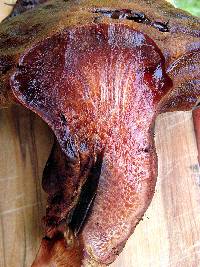 Fistulina hepatica image