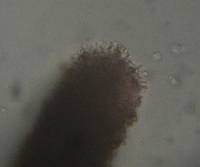 Psilocybe caerulescens image
