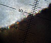Psilocybe caerulescens image