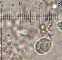 Hygrocybe cantharellus image