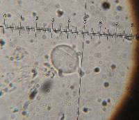 Pluteus chrysophlebius image