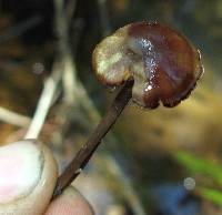 Callistosporium luteo-olivaceum image