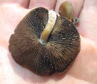 Psilocybe caerulescens image