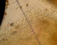 Psilocybe cyanescens image