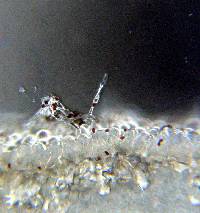 Psathyrella corrugis image