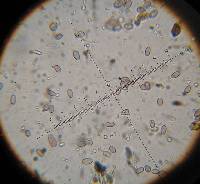 Psilocybe muliercula image