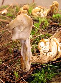 Helvella maculata image