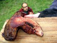 Fistulina hepatica image