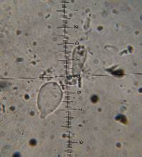 Pluteus chrysophlebius image