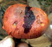 Cortinarius harrisonii image
