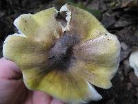 Tricholoma sejunctum image