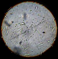 Leotia lubrica image