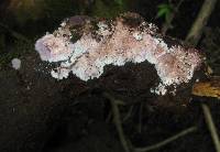 Hypochnella violacea image