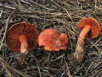 Cortinarius californicus image