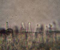 Psilocybe muliercula image