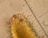 Psilocybe cyanescens image