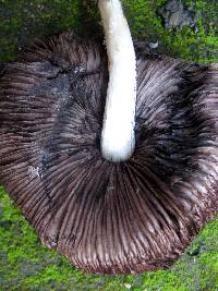 Psathyrella candolleana image