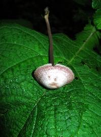 Mycena pura image