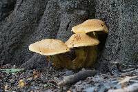 Agrocybe parasitica image
