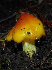 Hygrocybe acutoconica image