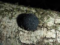 Annulohypoxylon thouarsianum image