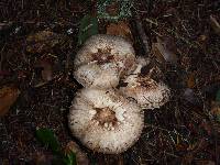 Agaricus hondensis image