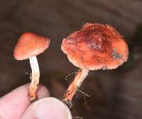 Leratiomyces ceres image