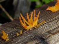 Calocera cornea image