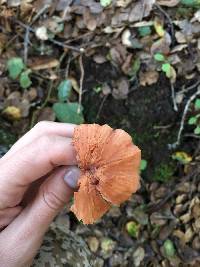 Laccaria laccata image