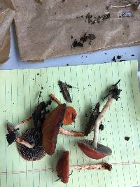 Leratiomyces ceres image