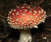 Amanita muscaria image