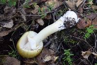 Amanita phalloides image
