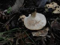 Lactarius alnicola image