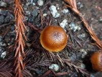 Media resource of Rhodocybe nitellina