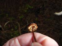 Marasmius plicatulus image