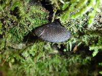 Entoloma serrulatum image