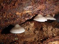 Mycena maculata image