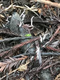 Xylaria hypoxylon image