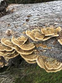 Trametes versicolor image