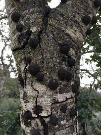 Annulohypoxylon thouarsianum image