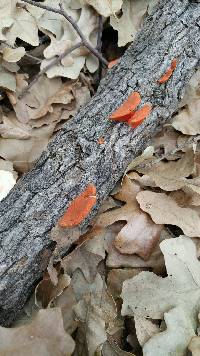 Pycnoporus sanguineus image