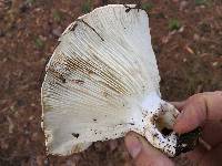 Russula brevipes image