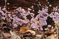 Hypochnella violacea image