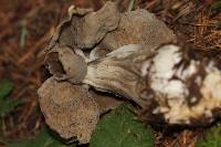 Helvella maculata image