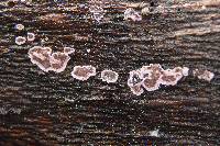 Hypochnella violacea image