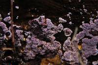 Hypochnella violacea image