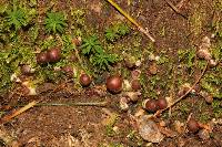 Psilocybe muliercula image